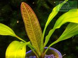 Echinodorus Green Pepper