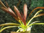 Echinodorus Rubin Narrow Leaves