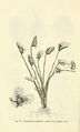 Aquarius cordifolius (L.) Christenh. & Byng
