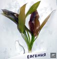 Echinodorus Eugeniya