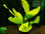 Echinodorus Green-Green