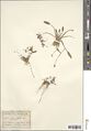 Echinodorus alpestris (Coss.) Micheli