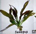 Echinodorus Honoria [2]